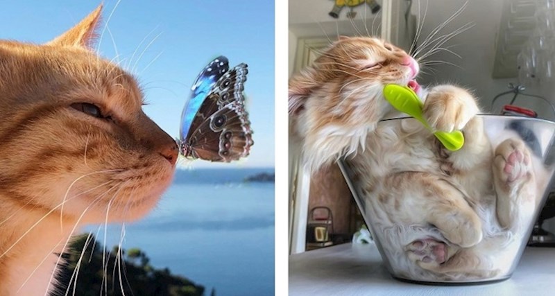 Talijanka na fotografijama dokumentira svakodnevni život svoje mačke i to izgleda preslatko