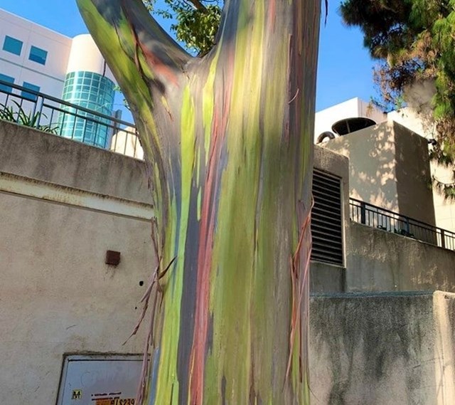Ovo stablo u Južnoj Kaliforniji izgleda kao da je oslikano