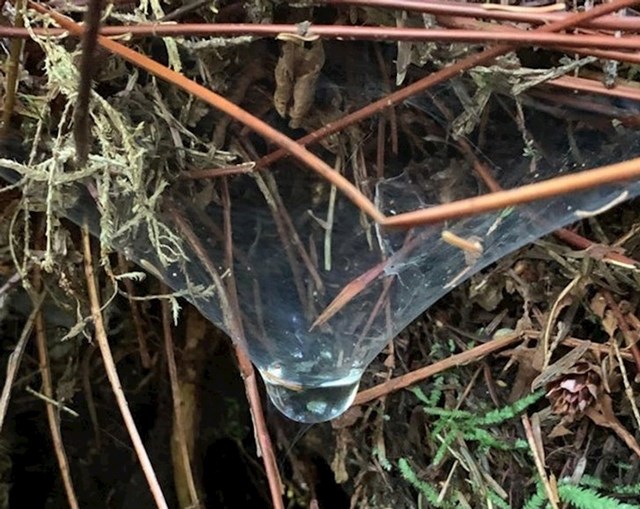 voda u paukovoj mreži