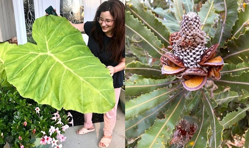 Neobične biljke koje sigurno nikada niste vidjeli