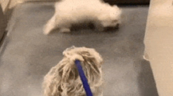 Vlasnica je snimila reakciju svog psa kada mu je približila močo za pranje poda, ovo je presmiješno
