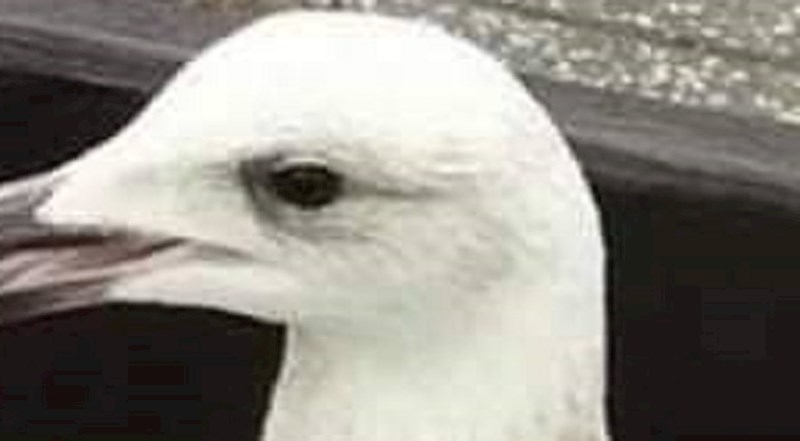 Ljudi su se smijali ovom galebu, sve će vam biti jasno kada vidite što nosi u kljunu