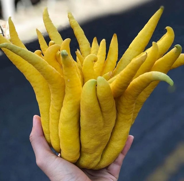 Budina ruka, neobično citrusno voće