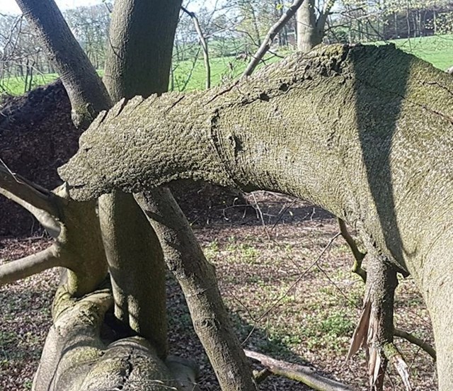 Drvo koje se slomilo izgleda kao zmaj