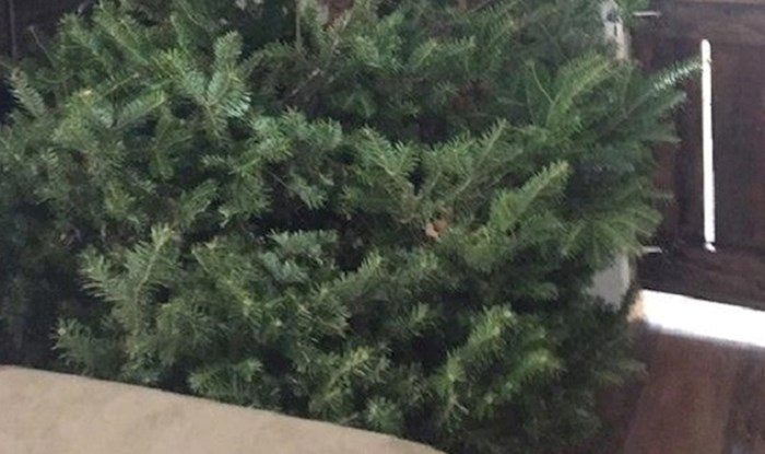 Muž i žena imaju tradiciju kupiti najružnije božićno drvce koje nađu, pogledajte ovo, očajno je