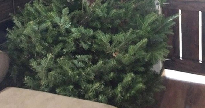 Muž i žena imaju tradiciju kupiti najružnije božićno drvce koje nađu, pogledajte ovo, očajno je
