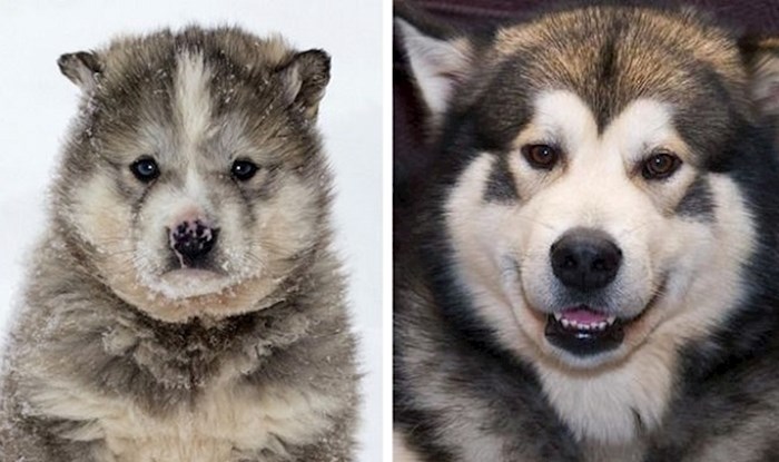 18 slatkih psića koji izgledaju potpuno drugačije kada odrastu