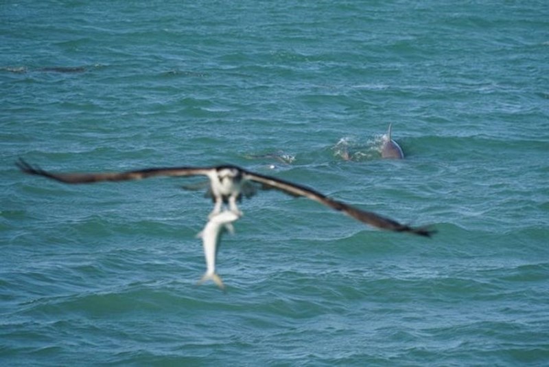 "Fotkao sam dupine i onda se ovo dogodilo..."