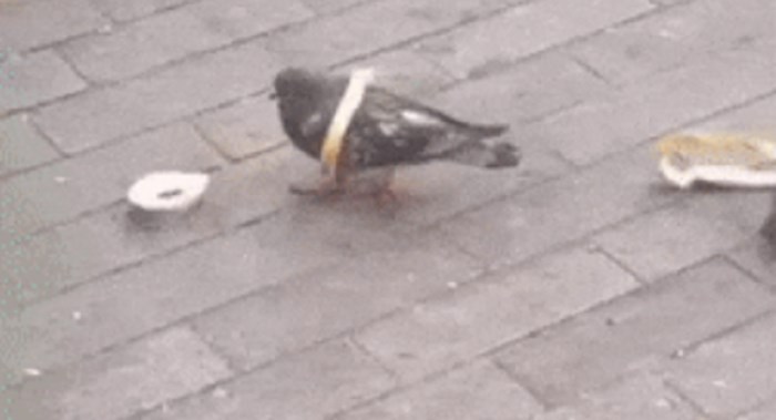 Netko je snimio goluba koji je pokušao jesti kruh koji je bio na podu, to je izgledalo smiješno