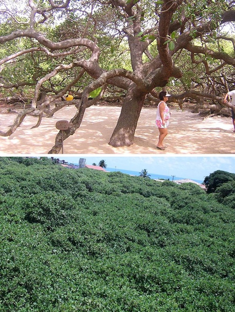 Ovo drvo Cajueiro de Pirangi nazivaju najvećim cashew stablom. To je stablo iz čije jabuke dobivamo indijski orah. Nalazi se u Brazilu, a izgleda kao manja šuma