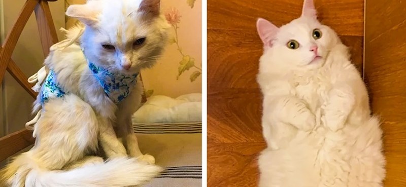 Ovaj mačak bio je napušten i pothranjen, pogledajte ga sada!