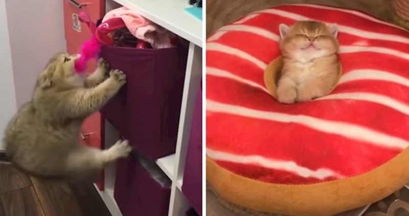 Kompilacija najsmješnijih videa ovih blesavih mačaka uljepšat će vam dan