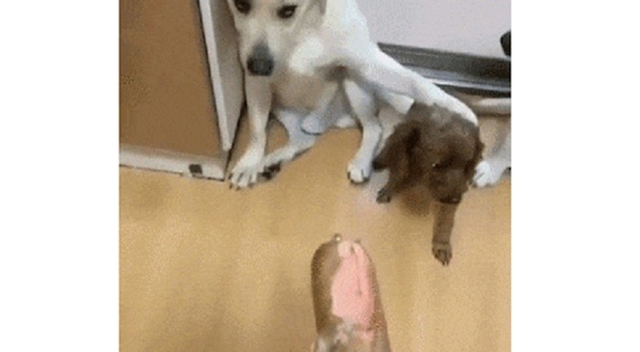 Pas nije htio priznati da je pogrizao hrenovku, nego je optužio frenda