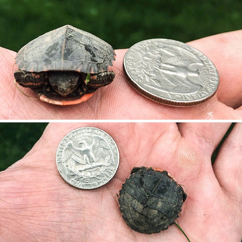 Kornjača veličine kovanice