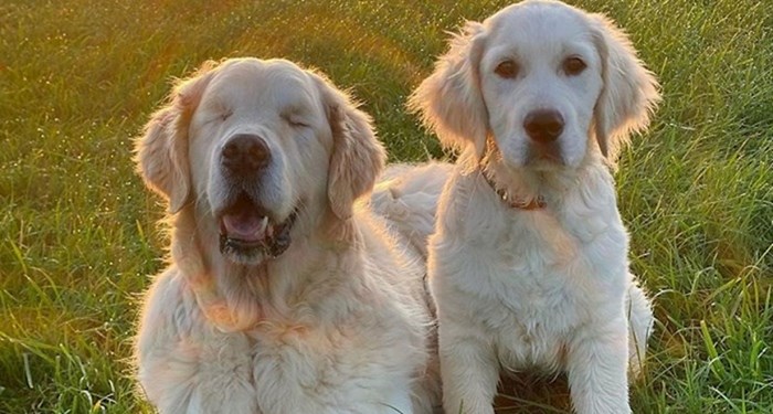 Maleni zlatni retriver postao je vodič slijepom psu i oni su sada nerazdvojni