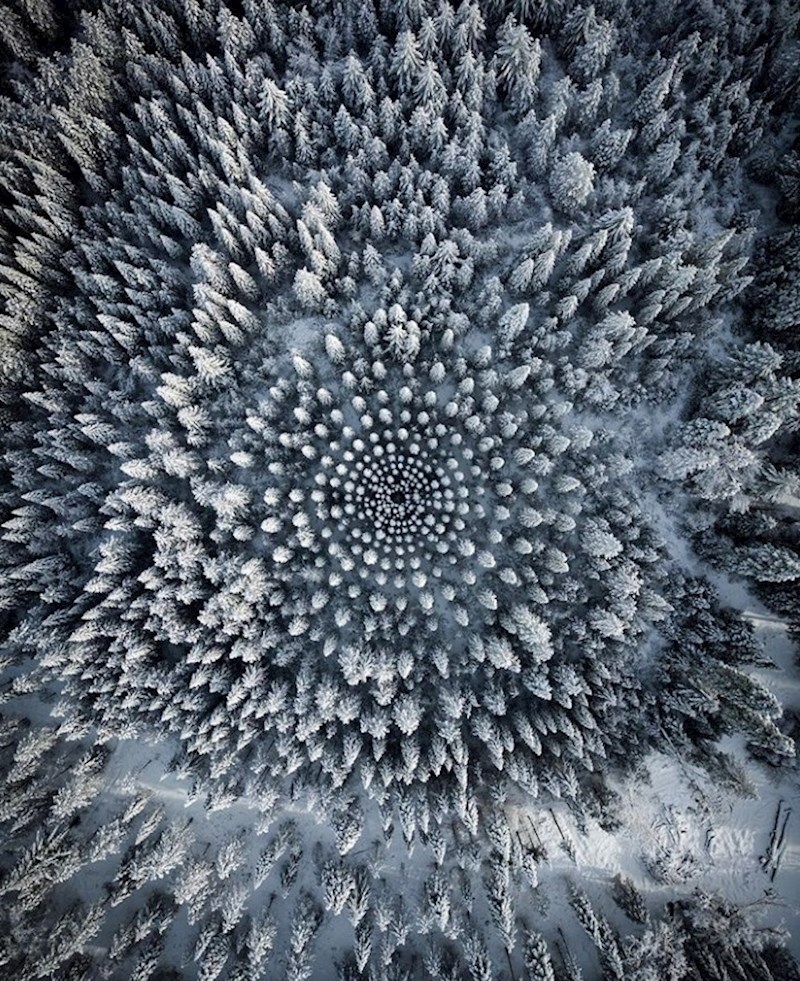 Veličanstvena šuma