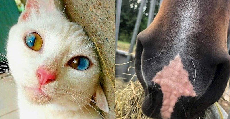 15 životinja koje dokazuju da kreativnost prirode ne poznaje granice