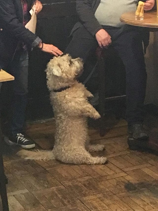 Pas je došao u pub i mislio je da nitko neće primijetiti da je pas...