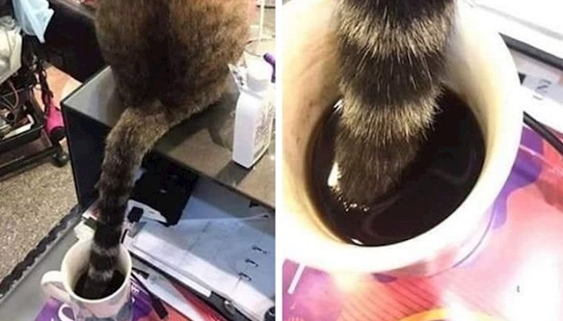 14 ljubimaca koji su zaboravili pravila lijepog ponašanja