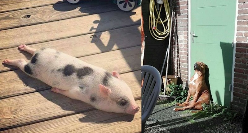 28 preslatkih ljubimaca koji se obožavaju sunčati