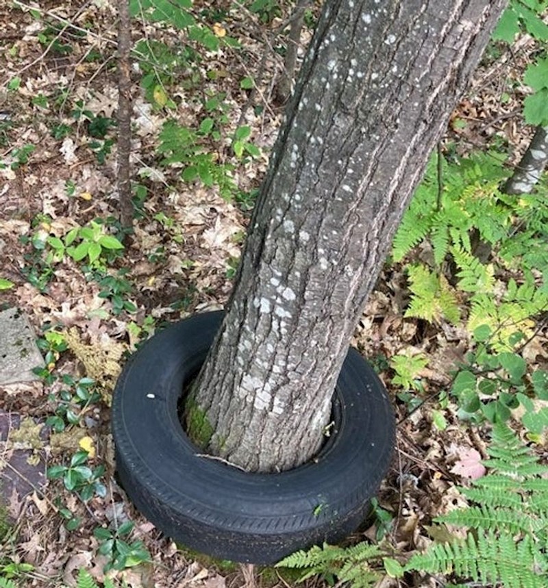 Drvo je raslo unutar automobilske gume