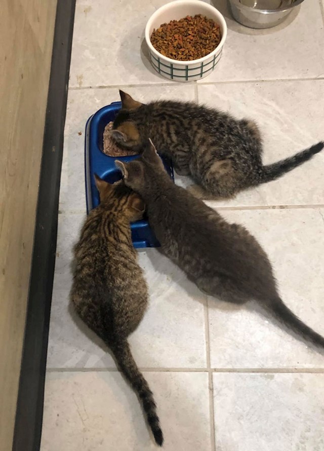 Mačiće je odnio u svoju kuću i nahranio ih