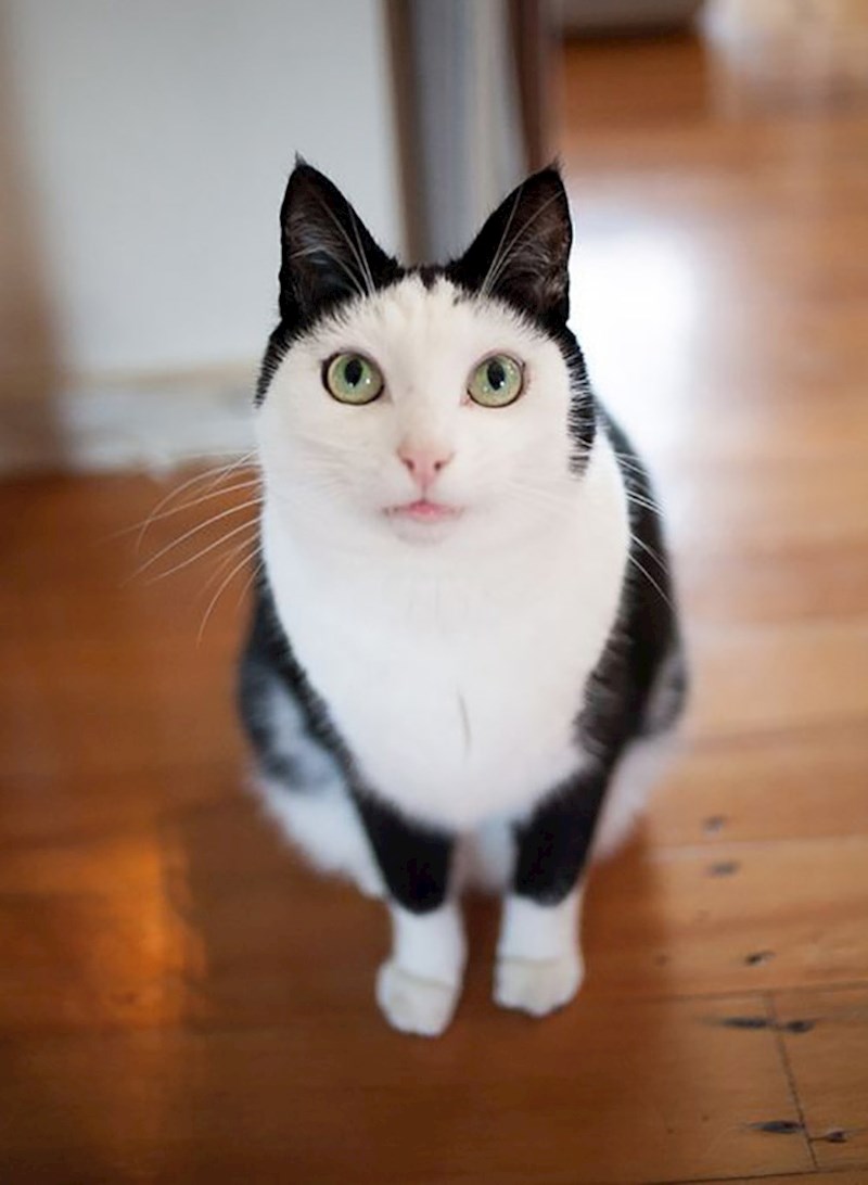 Jesu li ovo lažne uši? :D