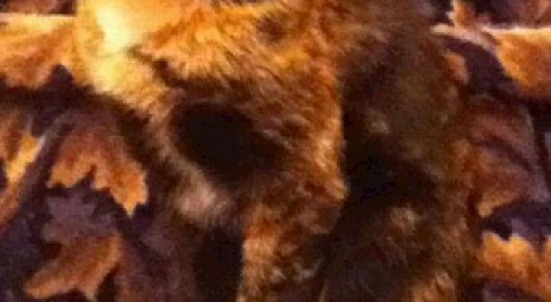 Ovo je nevjerojatno - mačka je identičnog "uzorka" kao i sag