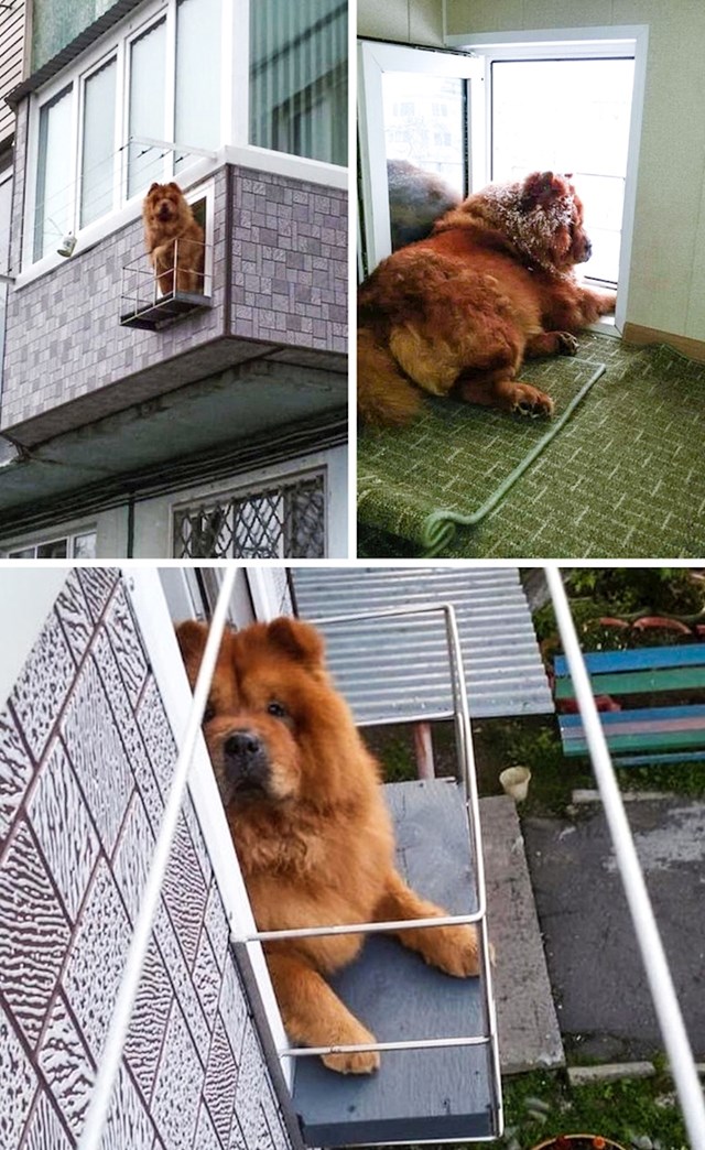 Lik je napravio balkon za svoga psa