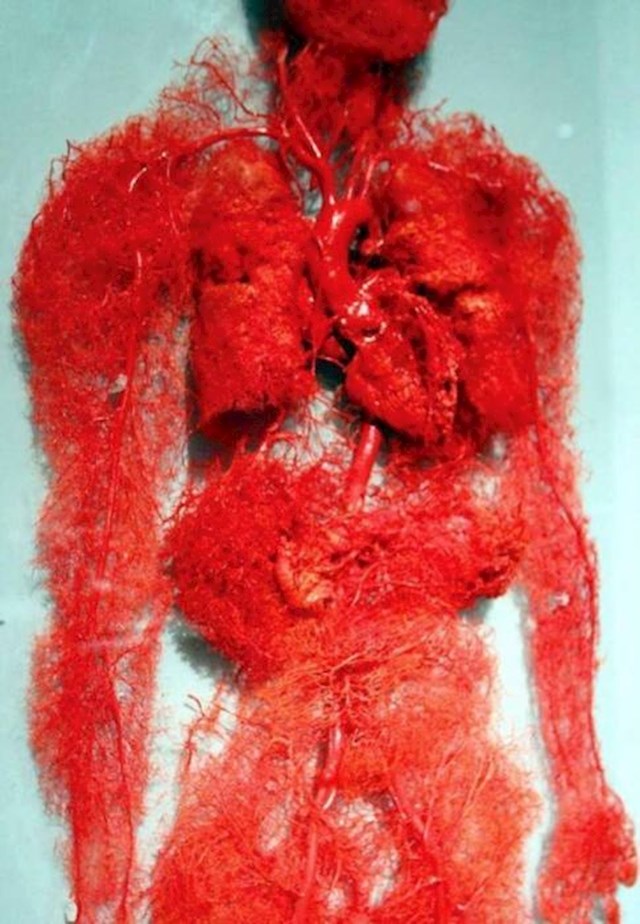 Krvožilni sustav ljudskog tijela