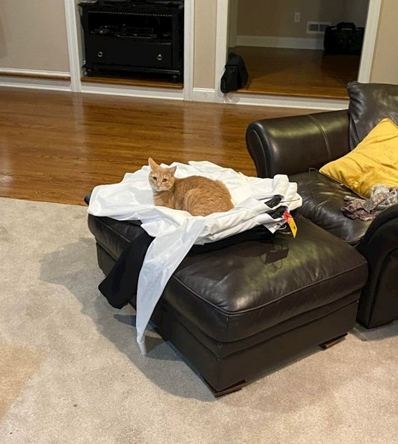 "Od svih mjesta u stanu, onaj sjedne na čiste bijele košulje..."