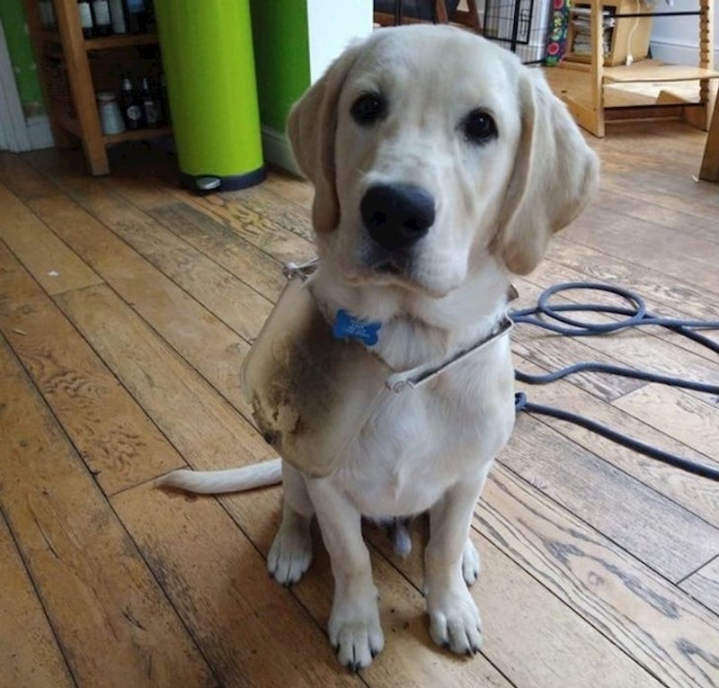 "Danas smo saznali da labrador ne može proći kroz prolaz za mačke"