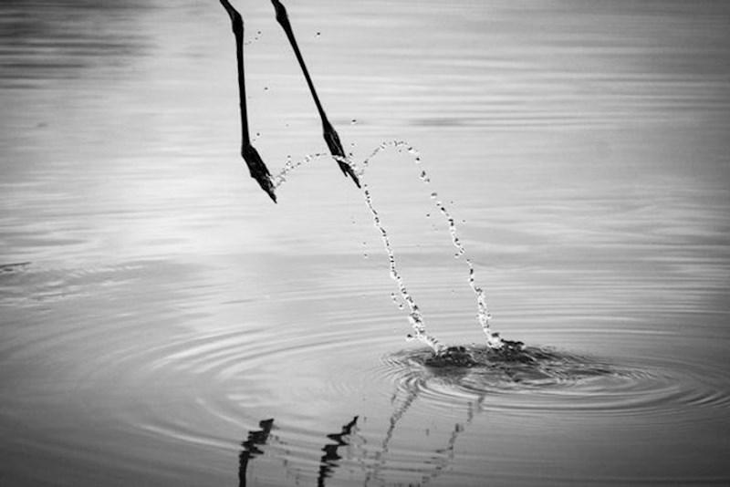 "Htio sam fotkati pticu, ali ona očito nije htjela..."