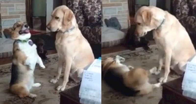 Ova dva psa su najbolji prijatelji ali su potpuno različiti, snimka je urnebesna