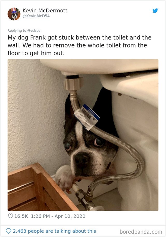 "Moj pas Frank zapeo je između wc školjke i zida. Morali smo ukloniti školjku kako bi ga izvukli"