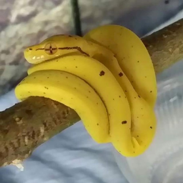 Banane koje ne želimo pojesti