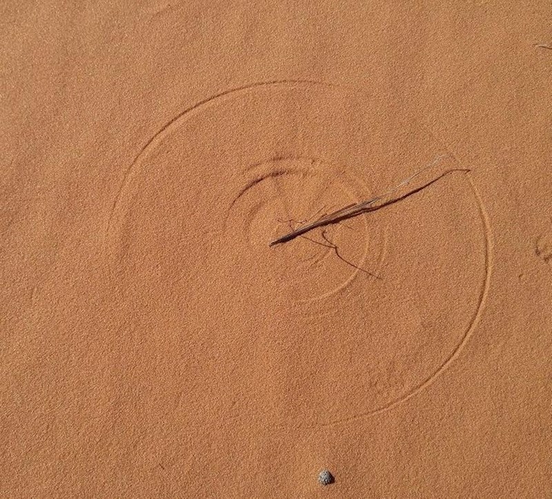 Skoro pa savršena kružnica napravljena osušenom travom