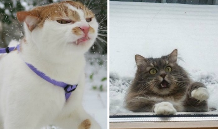 Fotke koje dokazuju da su mačke i snijeg dobitna kombinacija