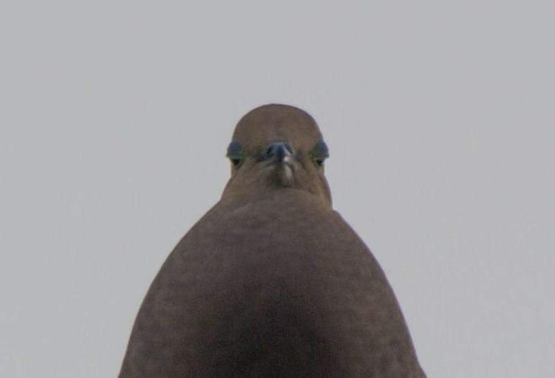 "Kao da mi poručuje: imaš 5 sekundi da me slikaš i zatim se gubi!"