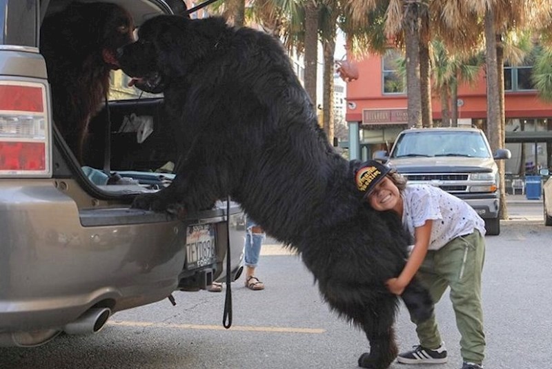 Stvari i životinje koje su nas iznenadile svojom veličinom