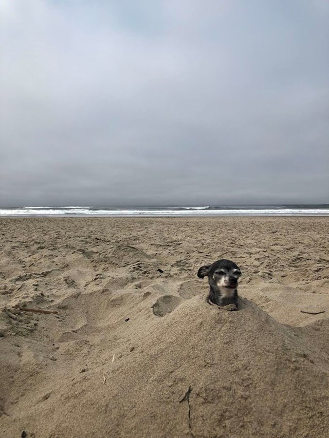 "Moj dečko je odlučio odvesti mog psa u šetnju plažom kako bi se povezali"