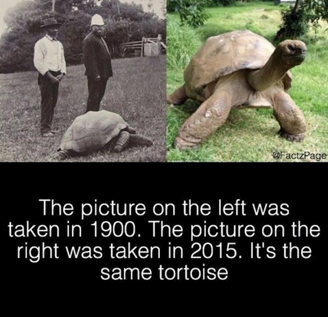 Lijeva slika je iz 1900. a desna iz 2015. godine. Na slikama je ista kornjača