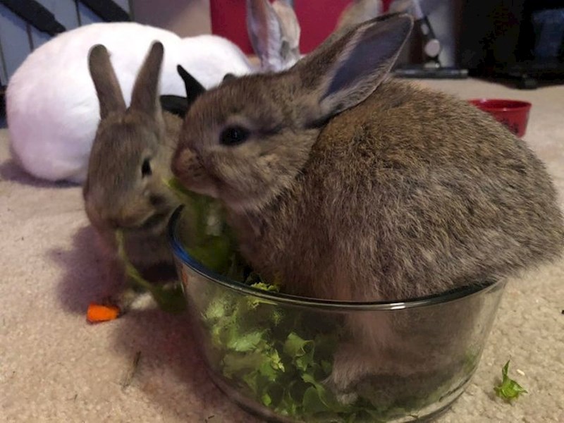 Salata je servirana!