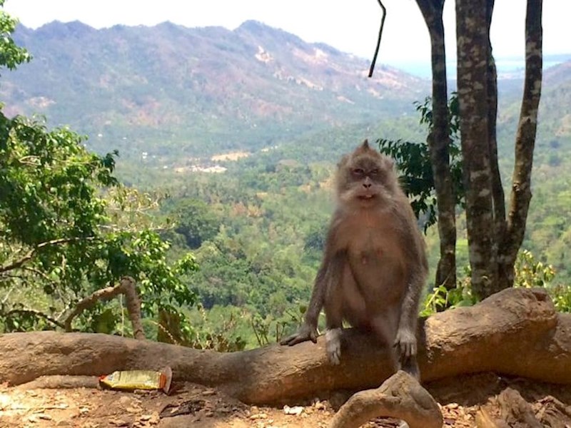 "Htio sam fotkati majmuna, kada je on odjednom krenuo pozirati!"