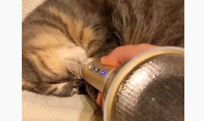 Lik je stavio mikrofon na nos mačke koja je hrkala, ovo morate poslušati