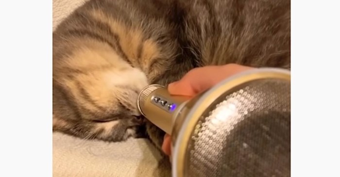 Lik je stavio mikrofon na nos mačke koja je hrkala, ovo morate poslušati
