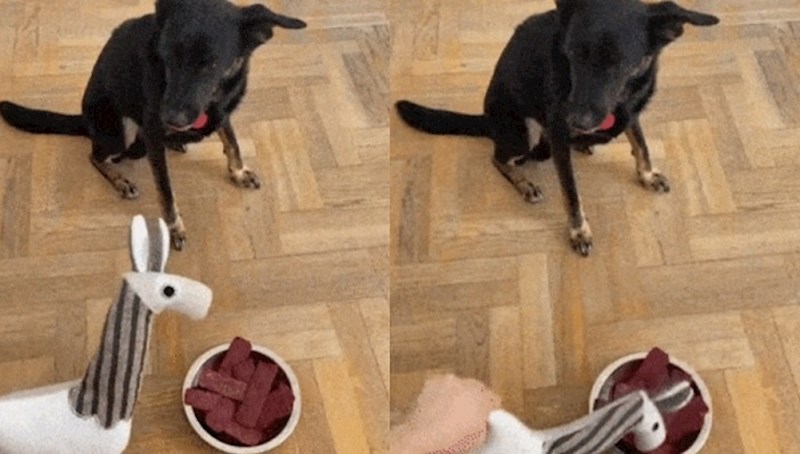 Vlasnik je planirao zeznuti svog psa, nije očekivao da će on ovo učiniti