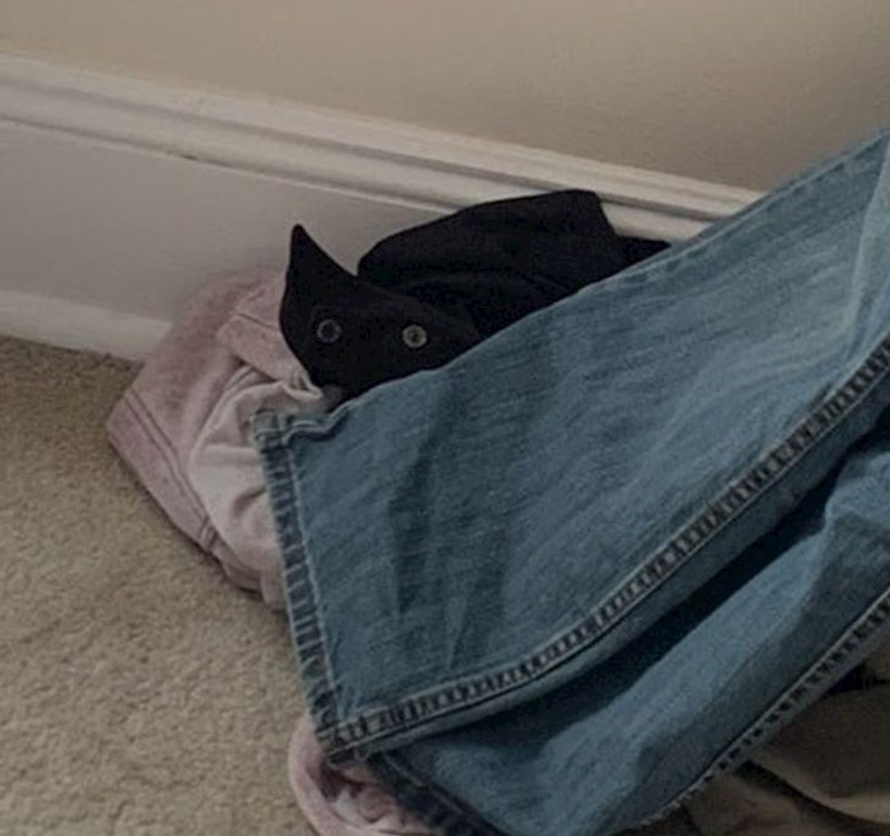 Kad ti nedostaje tvoja mačka, pa ju vidiš u svemu...