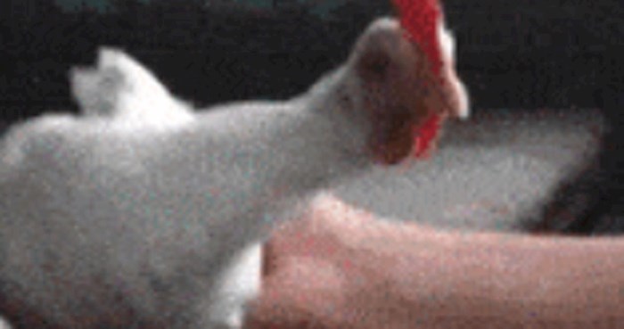 Morate vidjeti što ova kokoš može, njen vlasnik je to otkrio i totalno je oduševljen