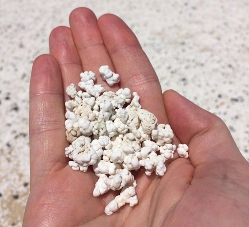 Ovaj erodirani koralj izgleda poput kokica